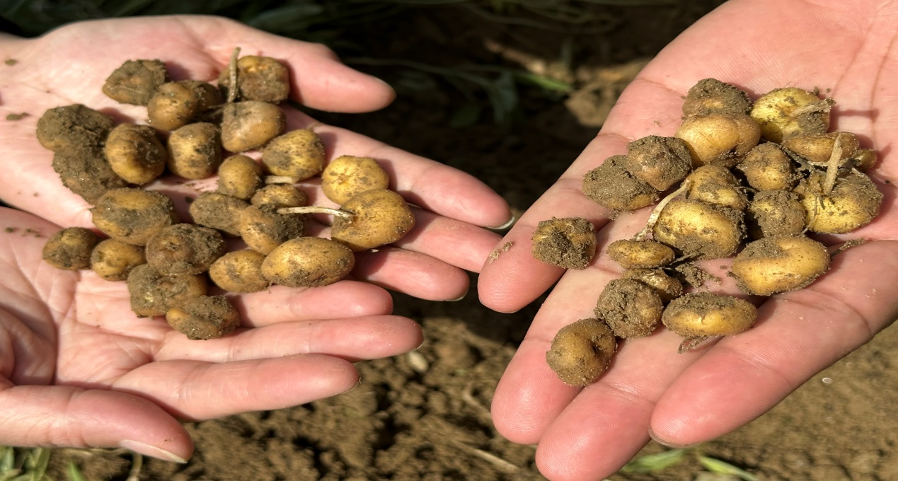 High-yield test base.png High-yield test base.png